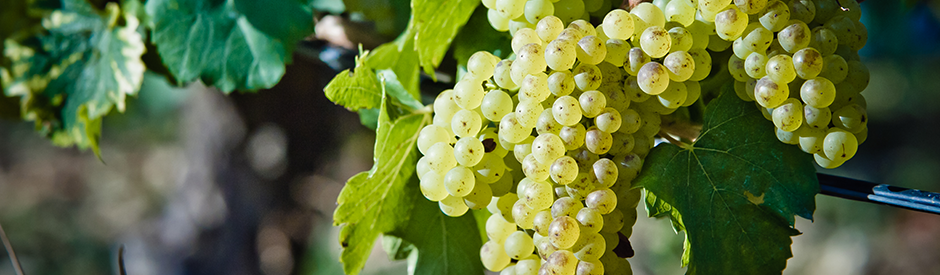 William Fèvre Chablis 2018