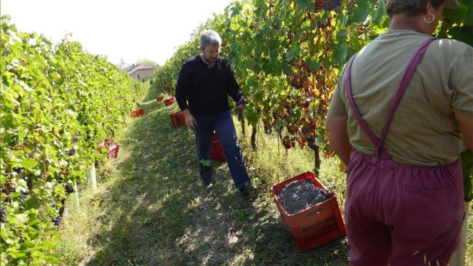 Villa Giada Barbera d’Asti 2017 Andrea Faccio wijngaard