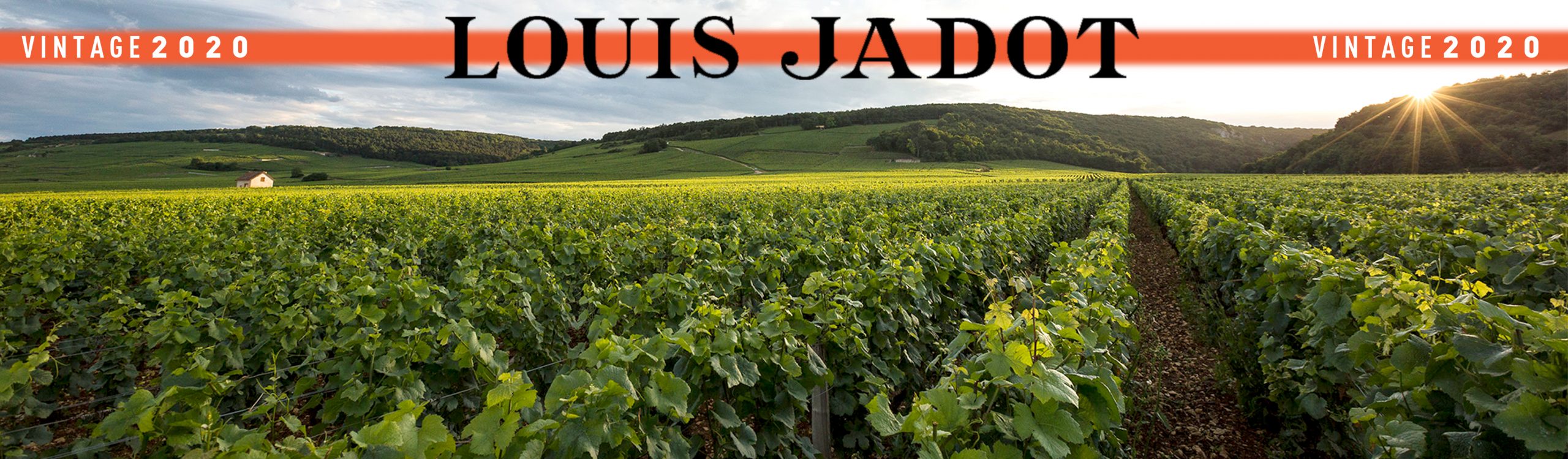 Louis Jadot 2020: Alle ingrediënten voor een onvergetelijke vintage!
