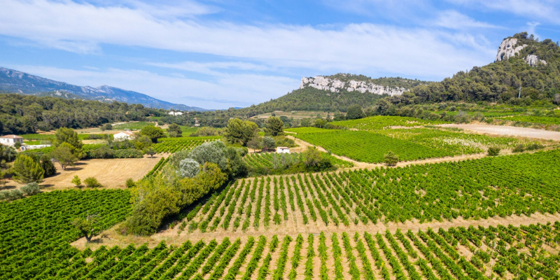 Biodynamisch wijn maken in de Cassis bij Château Barbanau