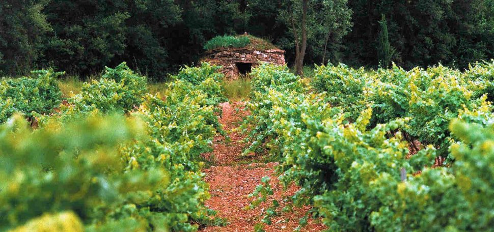 Abadal winery