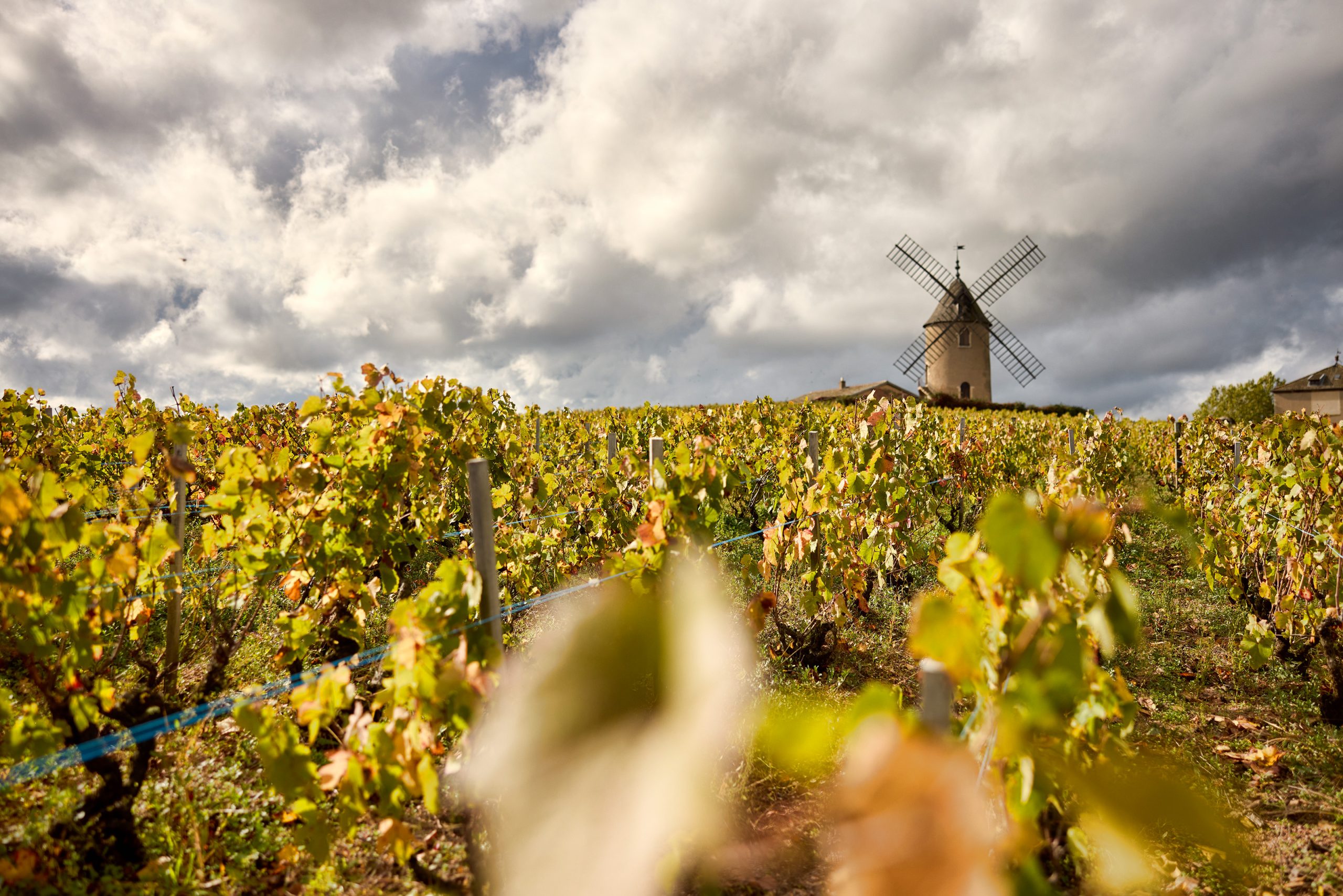 Beaujolais 2022: nieuwe records leveren topkwaliteit