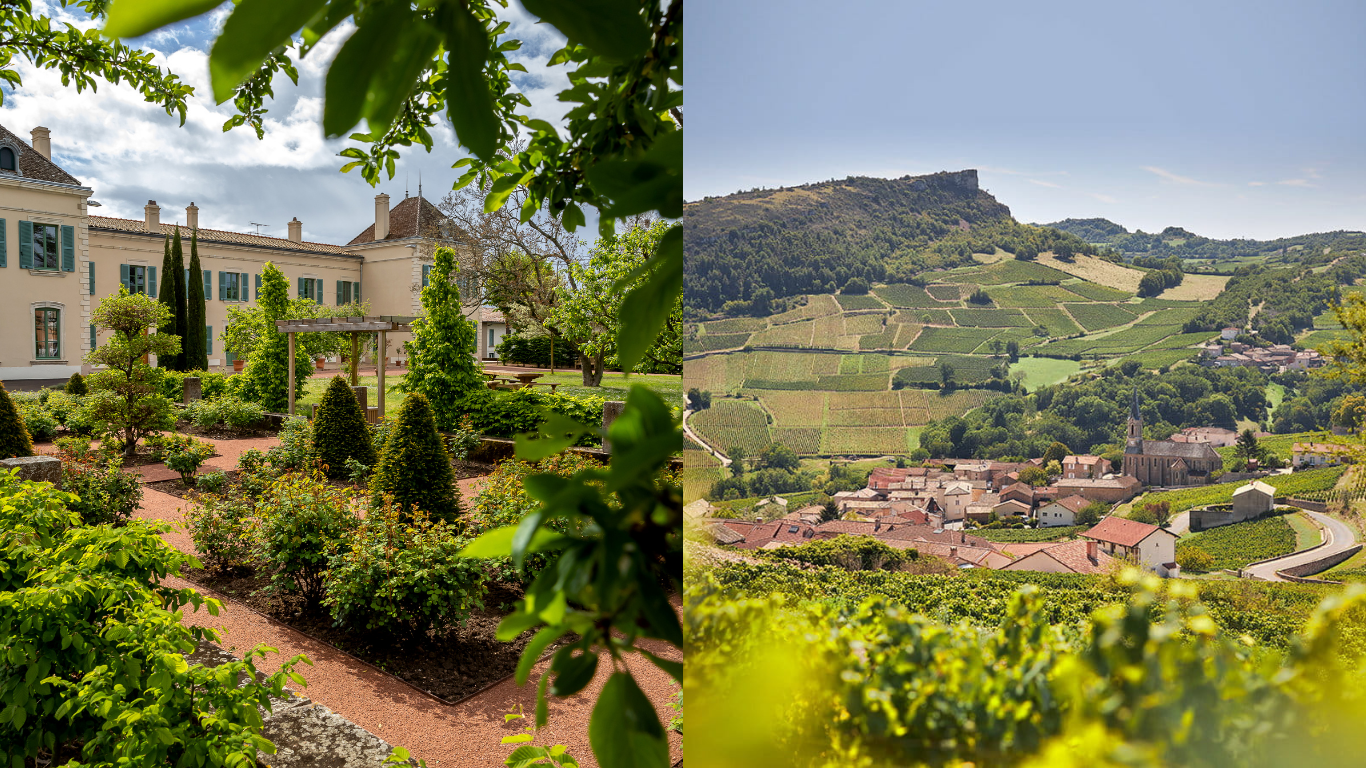 Alles over oogstjaar 2023 in de Beaujolais en Pouilly-Fuissé